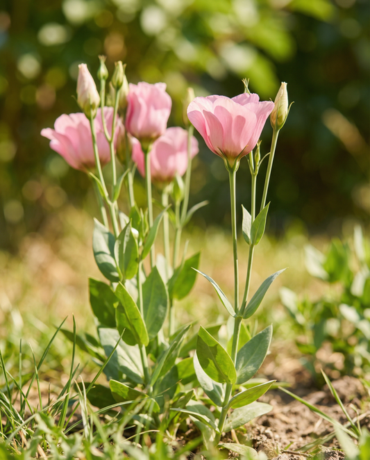 Lisianthus Pink Single (Eustoma russellianum) – annual flower seeds from SeedsChoice