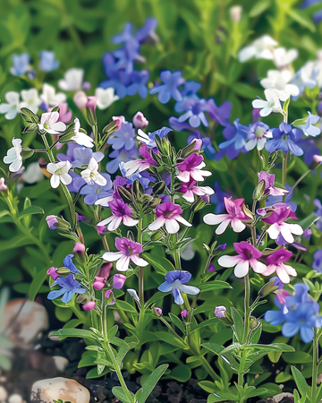 String Of Pearls Mixed seeds (Lobelia erinus) – annual mix