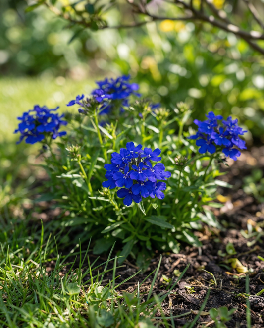 Crystal Palace (Lobelia erinus) – einjährige Blumensamen von SeedsChoice