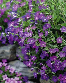 Trailing Lobelia Seeds Lobelia Erinus Annual Sapphire