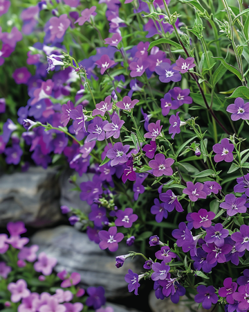Trailing Sapphire Samen (Lobelia erinus) – einjährig
