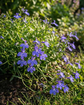 Trailing Sapphire (Lobelia erinus) – einjährige Samen von SeedsChoice