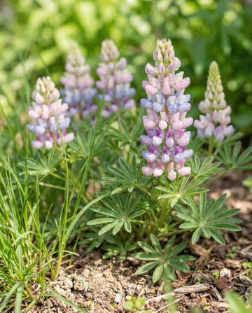 Lupine Pixie Delight Mixed (Lupinus nanus) – einjährige Sortenmischung Saatgut von SeedsChoice