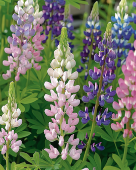 Lupin Pixie Delight Seeds Lupinus Nanus Annual Mixed