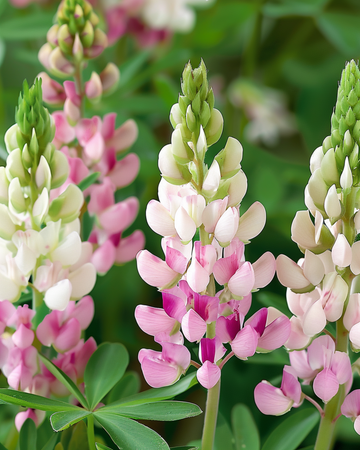 Lupine Pink Fairy Samen (Lupinus elegans) – einjährige Blume