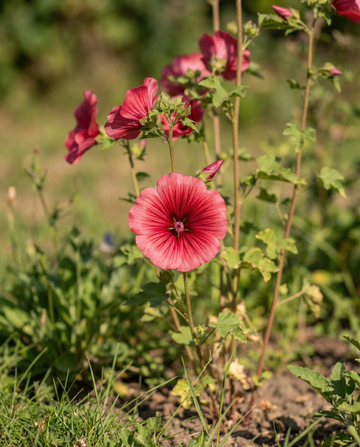 Red Queen (Malope trifida) – annual flower seeds from SeedsChoice