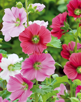 Malope Seeds Malope Trifida Annual Mixed Colors Grandiflora