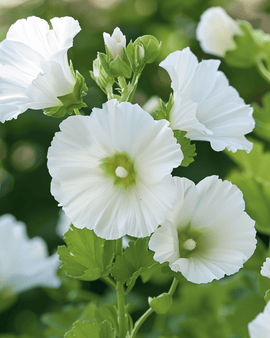 Malope White Queen Seeds Malope Trifida Annual Flower