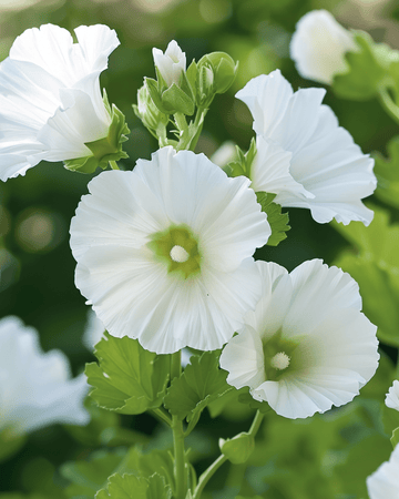 White Queen Samen (Malope trifida) – einjährige Blume