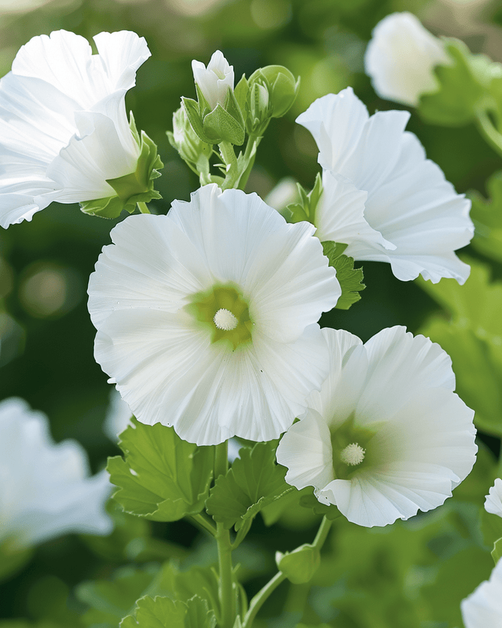 White Queen Samen (Malope trifida) – einjährige Blume