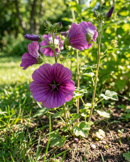 Purple Queen (Malope trifida) – Samen einjähriger Pflanzen von SeedsChoice