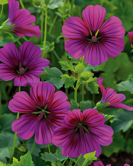 Malope Purple Queen Seeds Malope Trifida Annual