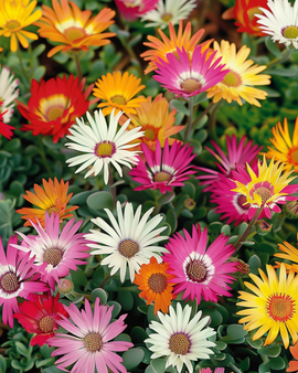 Livingstone Daisy Seeds Dorotheanthus Bellidiformis Annual Mix
