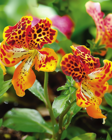 Monkey Queen's Prize Samen (Mimulus hybrida) – einjährige Blume
