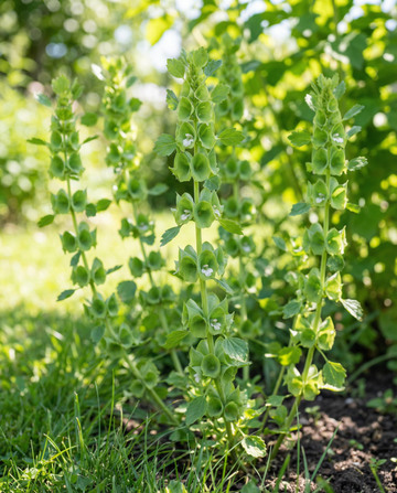 Molucella Irish Bells Cut (Moluccella laevis) – Blumensamen von SeedsChoice
