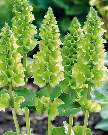 Molucella Irish Bells Cut Samen (Moluccella laevis) – Blume
