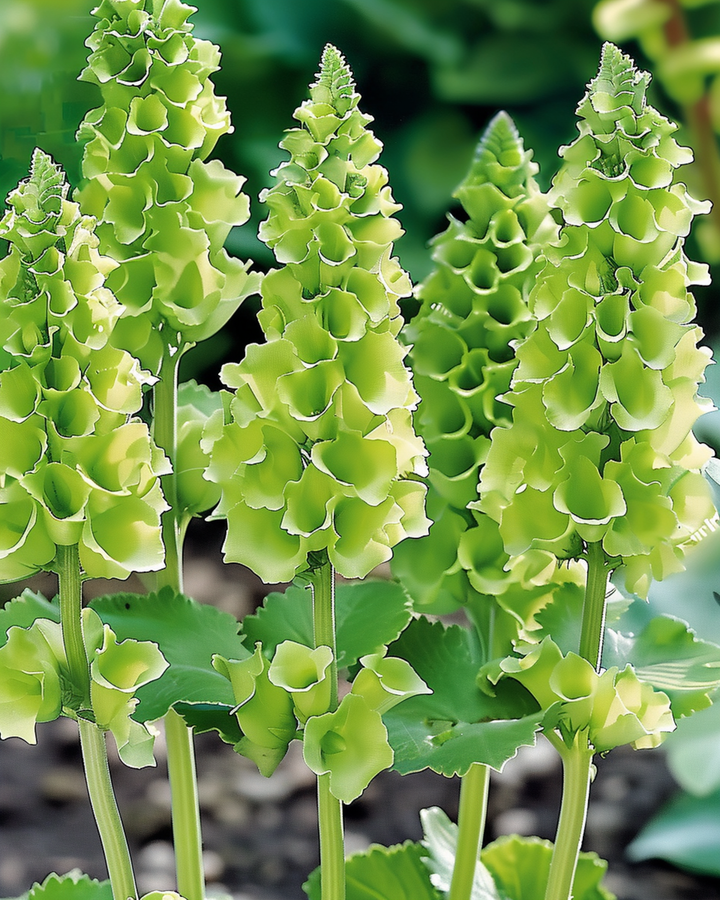 Molucella Irish Bells Cut Samen (Moluccella laevis) – Blume