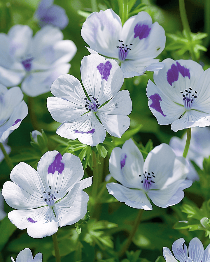 Baby Blue Eyes Samen (Nemophila maculata) – einjährige Blume