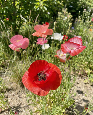 Mohn Mixed (Papaver rhoeas) – einjährige Blumensamen von SeedsChoice