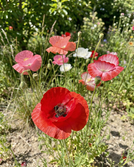 Poppy Mixed (Papaver rhoeas) – annual flower seeds from SeedsChoice