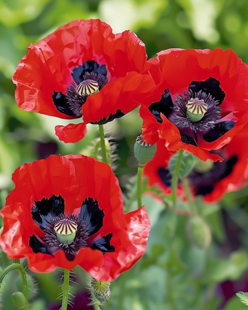 Poppy Lady Bird seeds (Papaver commutatum) – annual flower