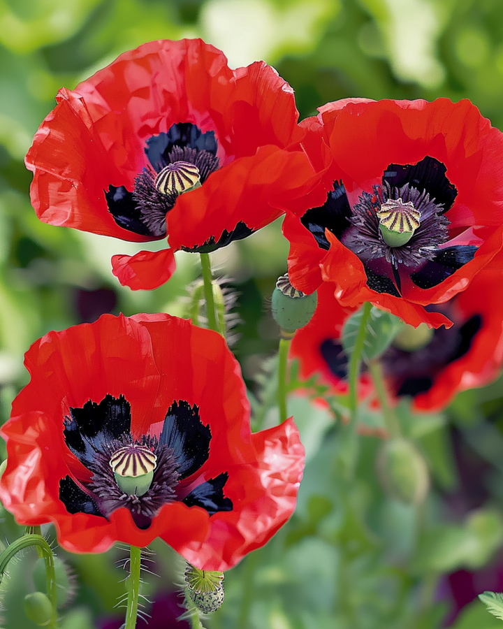 Mohn Lady Bird Samen (Papaver commutatum) – einjährige Blume