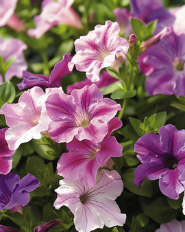 Petunia Dwarf Mixed Seeds Petunia Hybrida Annual