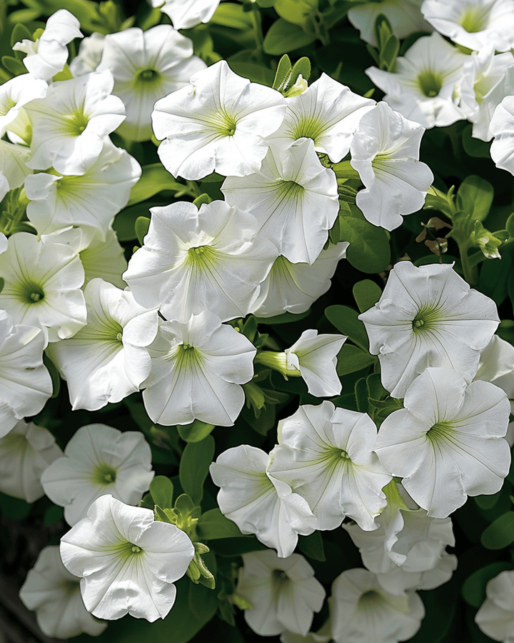 Hängepetunie White Ramblin Samen (Petunia hybrida) – einjährig