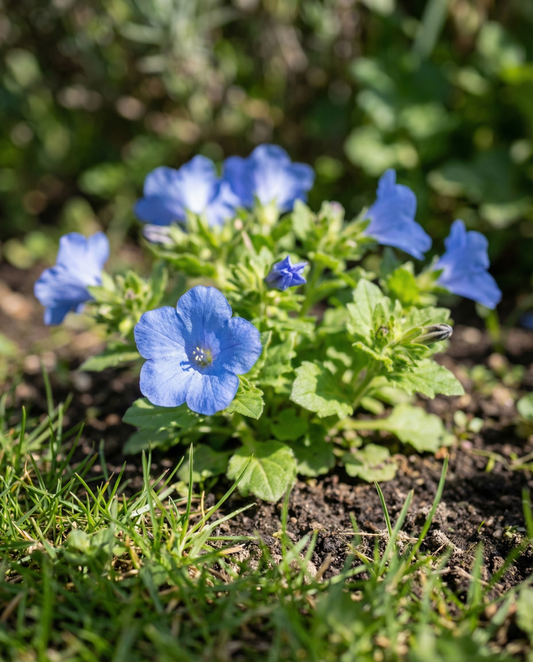 Kalifornische Glockenblume (Phacelia campanularia) – einjährige Blumensamen von SeedsChoice