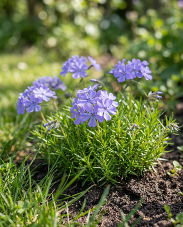 Blue Beauty (Phlox nana) – einjährige Blumensamen von SeedsChoice