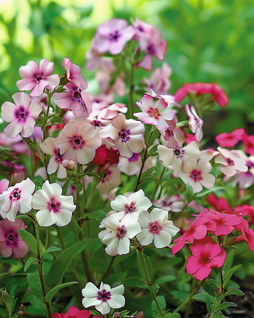 Cherry Caramel seeds (Phlox drummondii) – annual flower