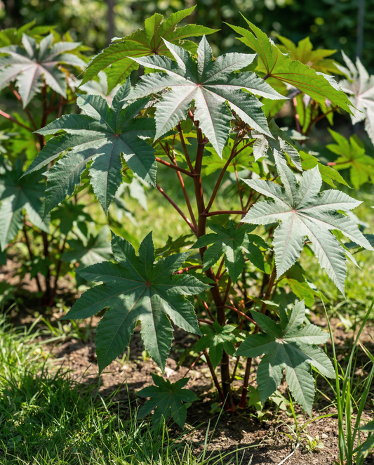 Wunderbaum Fast Growing (Ricinus communis) – einjährige Blumensamen von SeedsChoice