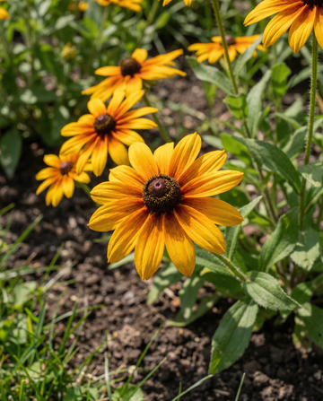 Cone Gloriosa Daisy (Rudbeckia hirta) – annual flower seeds from SeedsChoice