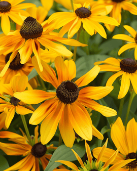 Cone Flower Seeds Rudbeckia Hirta Annual Gloriosa Daisy