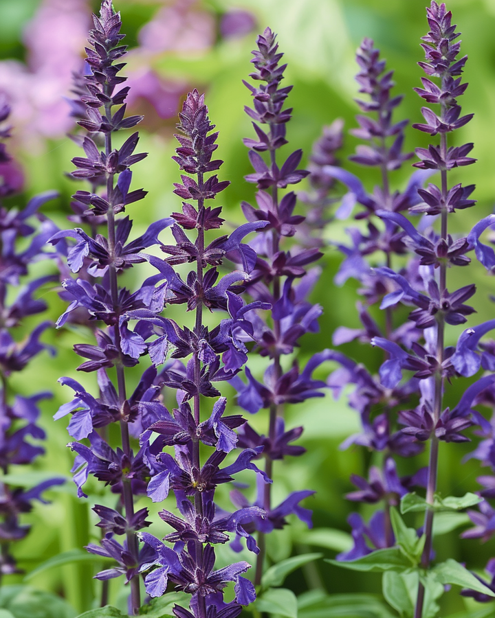 Steppensalbei New Dimension Blue Samen (Salvia nemorosa) – mehrjährig