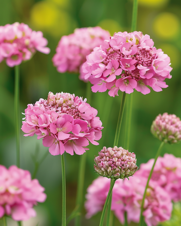 Salmon Queen seeds (Scabiosa atropurpurea) – annual flower