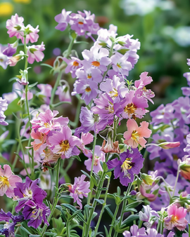 Poor Man's Orchid Seeds Schizanthus Wisetonensis Annual