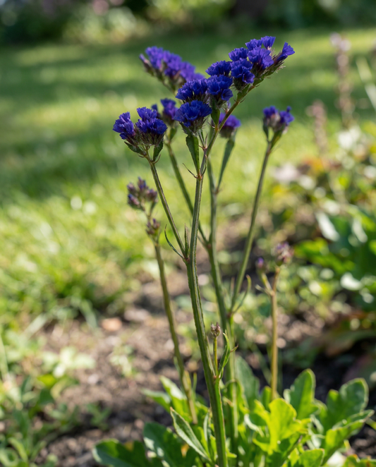 Sea Lavender Fortune Dark Blue (Limonium sinuatum) – einjährige Samen von SeedsChoice