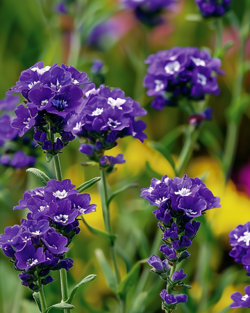 Sea Lavender Fortune Dark Blue Samen (Limonium sinuatum) – einjährig