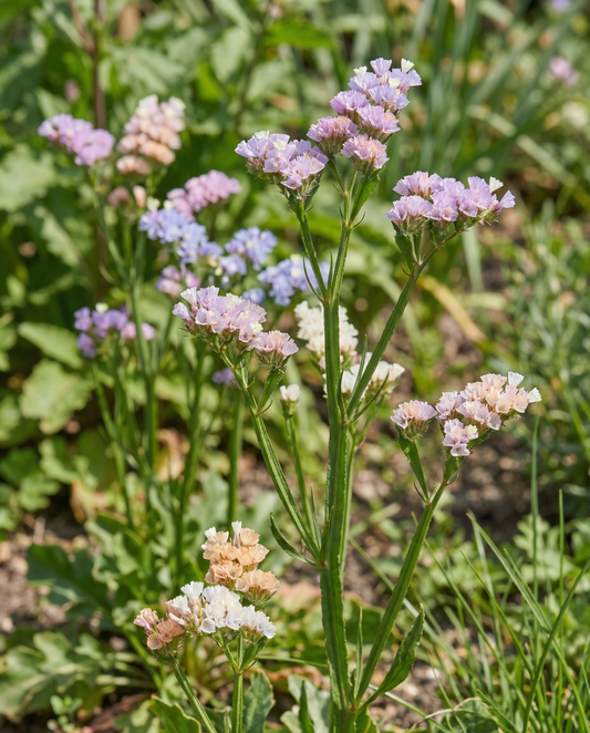 Strandflieder Pacific (Limonium sinuatum) – Sortenmischung einjährige Samen von SeedsChoice
