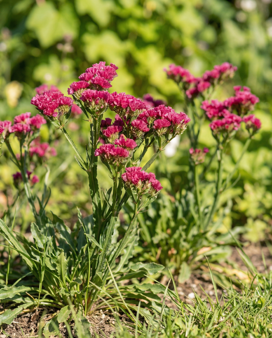 Sea Lavender Fortune Deep Rose (Limonium sinuatum) – einjährige Samen von SeedsChoice