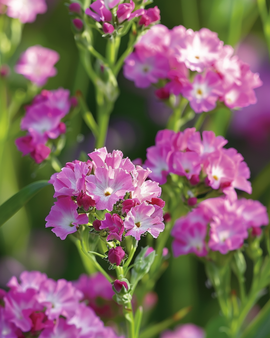 Sea Lavender Seeds Limonium Sinuatum Fortune Deep Rose Annual