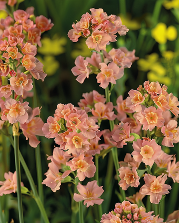 Sea Lavender Apricot Shades Samen (Limonium sinuatum) – einjährig