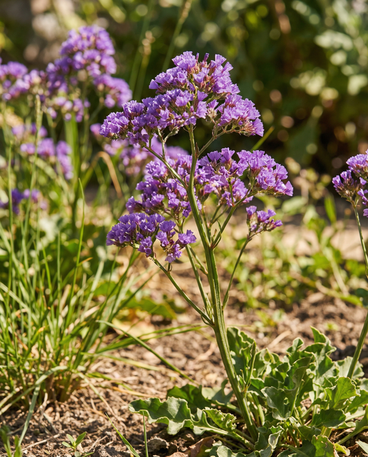 Strandflieder Purple Attraction (Limonium sinuatum) – einjährige Blumensamen von SeedsChoice