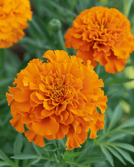 African Marigold Hawaii Seeds Tagetes Erecta Annual