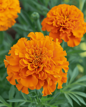 Afrikanische Studentenblume Hawaii Samen (Tagetes erecta) – einjährige Blume