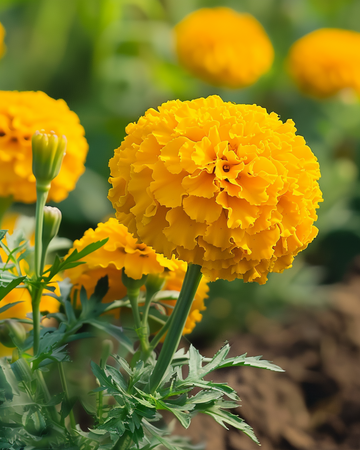 Afrikanische Studentenblume Zwerg Golden Age Samen (Tagetes erecta) – einjährige Blume