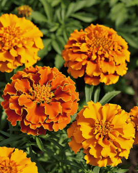 French Marigold Bolero Seeds Tagetes Patula Annual Flowers