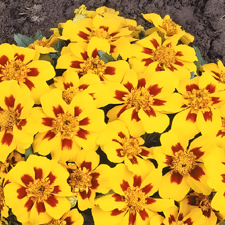 Studentenblume Naughty Marietta Samen (Tagetes patula) – einjährige Blume