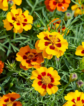 French Marigold Seeds Tagetes Tenuifolia Annual Starfire Variety 35 Cm
